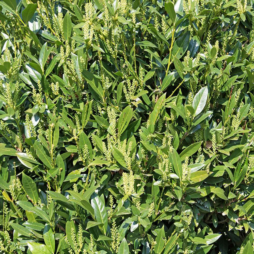 Kirschlorbeer Novita 80 cm | Immergrne Hecken | Hecken | Blh &  Ziergehlze | Ahrens+Sieberz - Pflanzenversand & Gartenbedarf