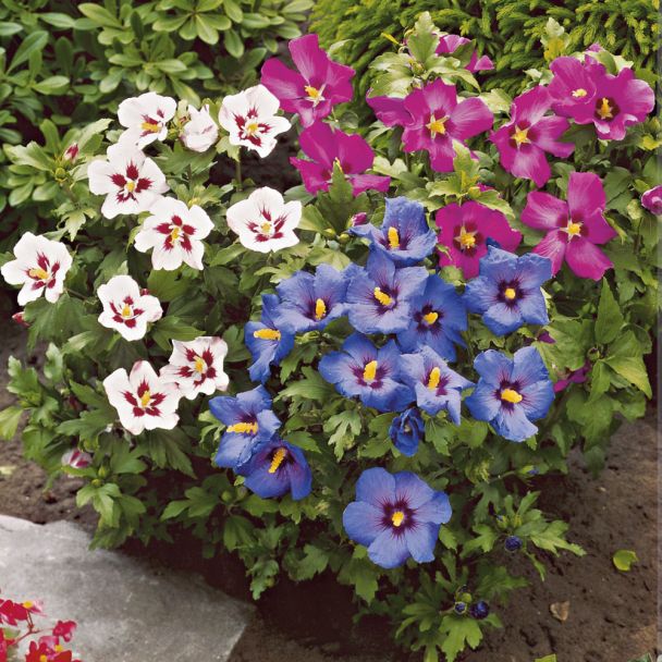 Bunter Hibiscus - Dreifarben Topf