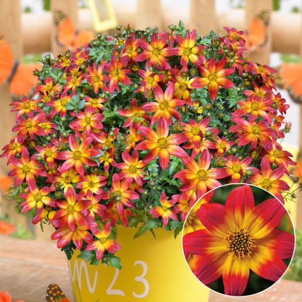 BeeDance® 'Fire Wheel'