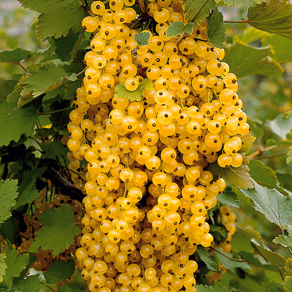 Johannisbeere �Champagner�, Strauch Strauch