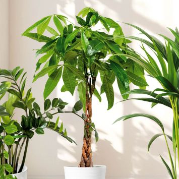 Glückskastanie mit geflochtenem Stamm