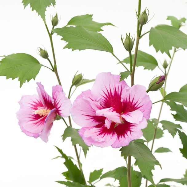 Säulen-Hibiskus 'Purple Pillar®'