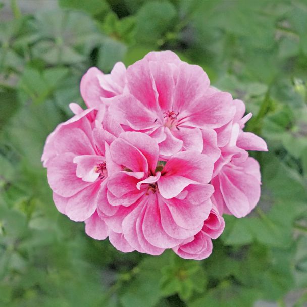 Hängegeranie Royal® Frosty Pink