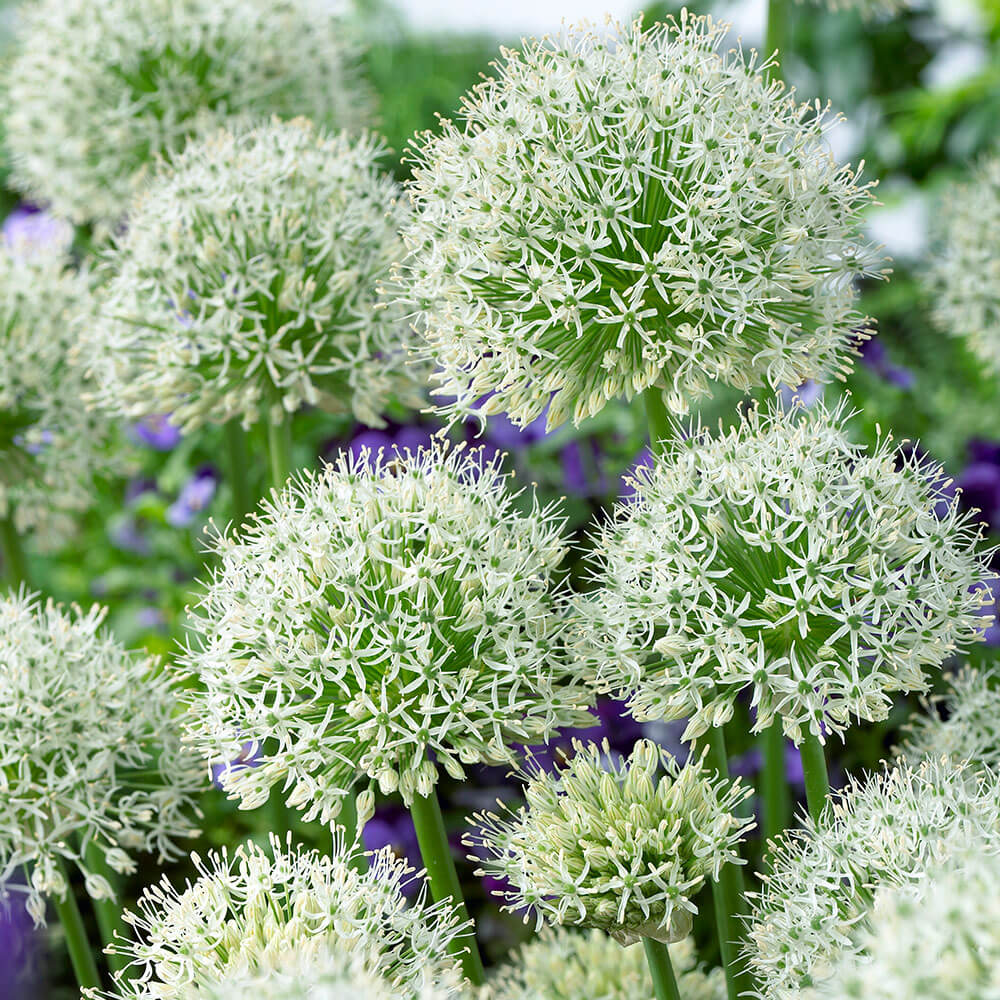 Allium White Giant kaufen Ahrens+Sieberz Pflanzenversand & Gartenbedarf