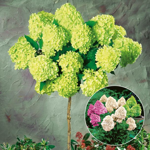Riesen-Blüten-Hortensien-Stamm 'Limelight'