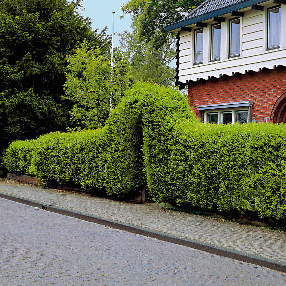 Liguster Hecke kaufen Ahrens+Sieberz Pflanzenversand & Gartenbedarf