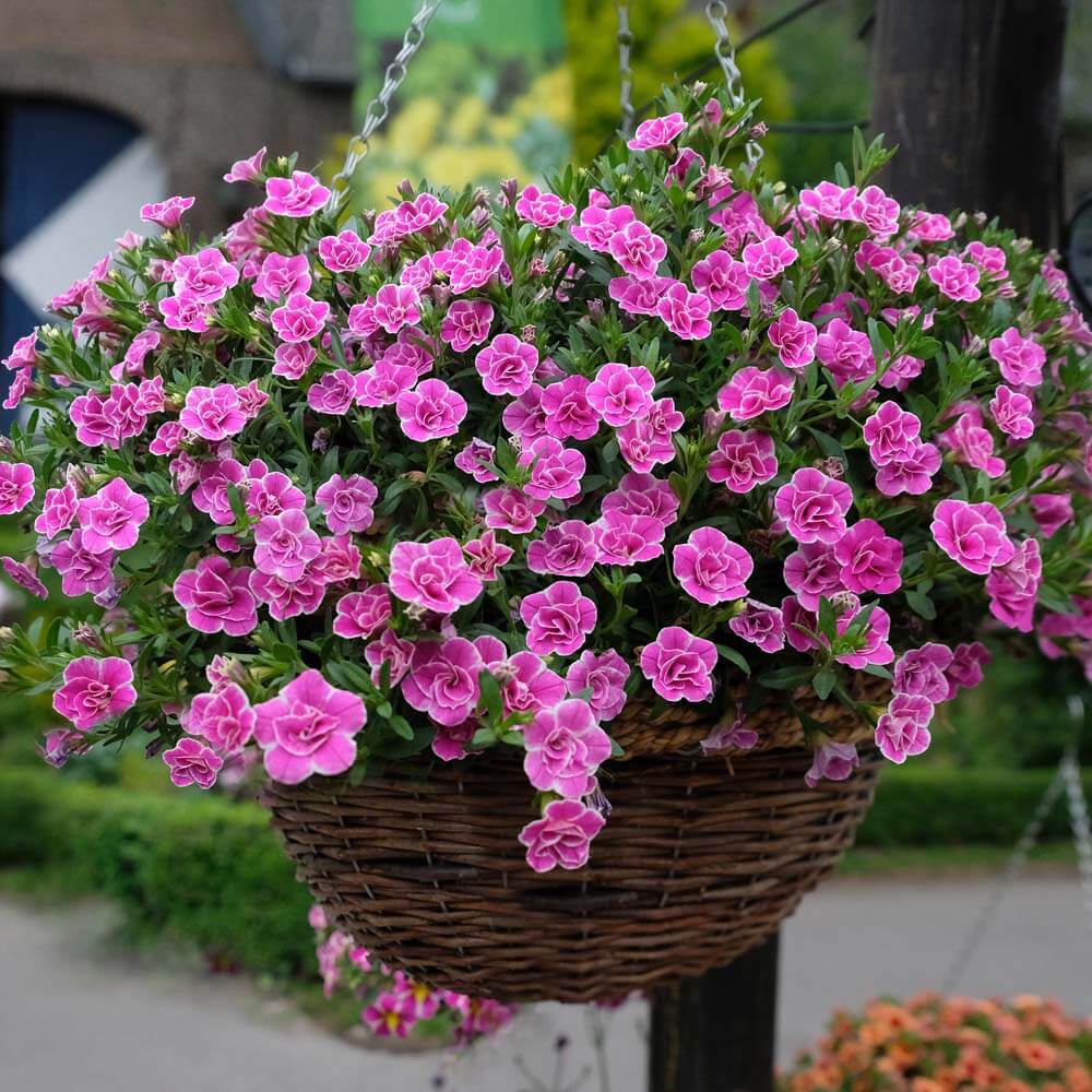 Superbells Sweet Love Mini Petunie Gefullt Petunien Balkon Sommerblumen Ahrens Sieberz Pflanzenversand Gartenbedarf