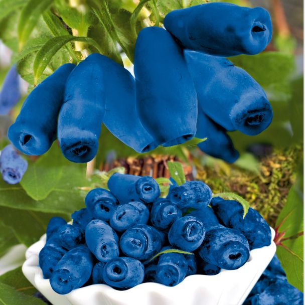 Honigbeere 'Morena'