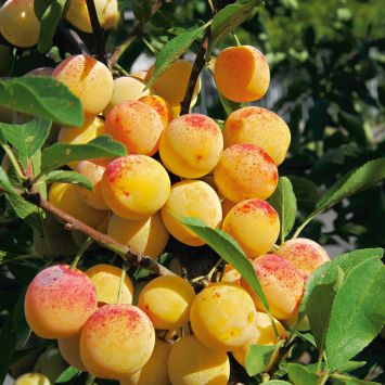 Aprikosen kaufen - Die qualitativsten Aprikosen kaufen analysiert