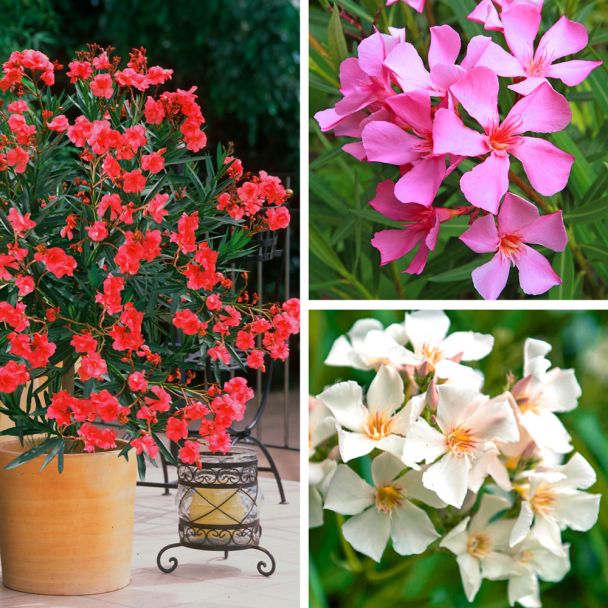 Set: 3 Oleander, je 1x in Pink, Weiß, Rot