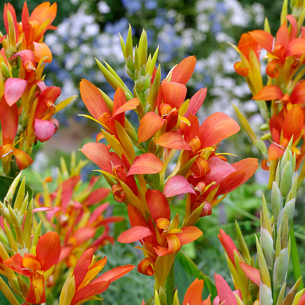 Canna 'Mandarin Orange' Sonstiges Blumenzwiebeln Ahrens+Sieberz