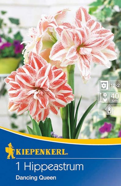 Ritterstern 'Dancing Queen'