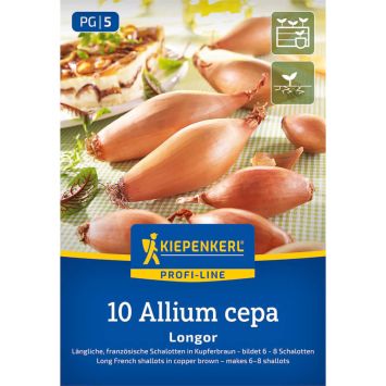 Schalotte Französische Longor
