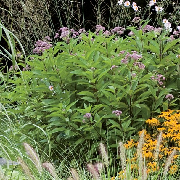 Eupatorium Wasserdost