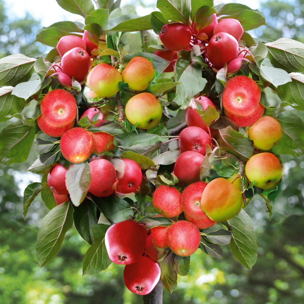 Apfel-Familienbaum Happy Family + Obstdünger kaufen