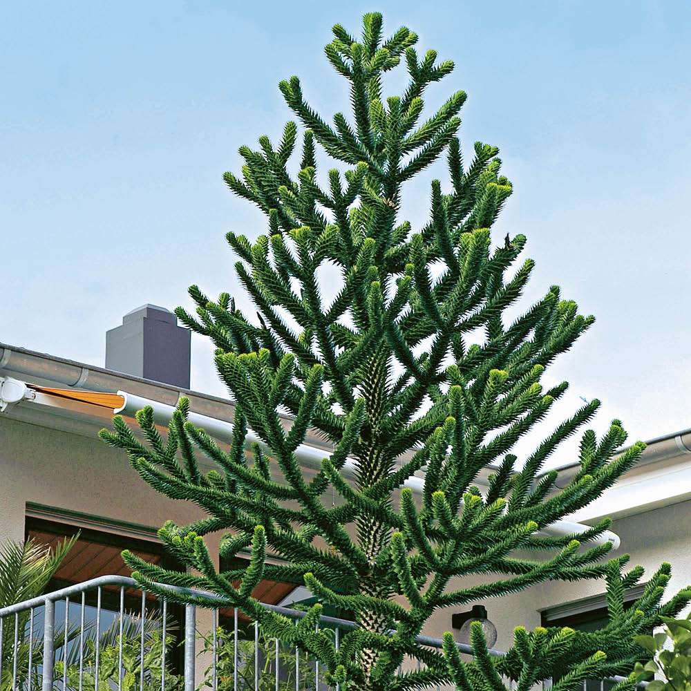 Chilenische Schmucktanne Araucaria kaufen Ahrens+Sieberz