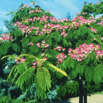 Albizia 'Rosea'