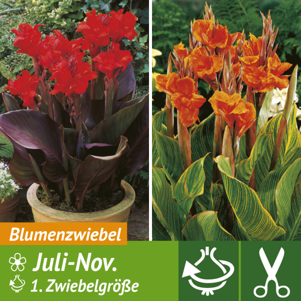 4 Canna indica - Blumenzwiebel | Sonstiges | Blumenzwiebeln | Ahrens