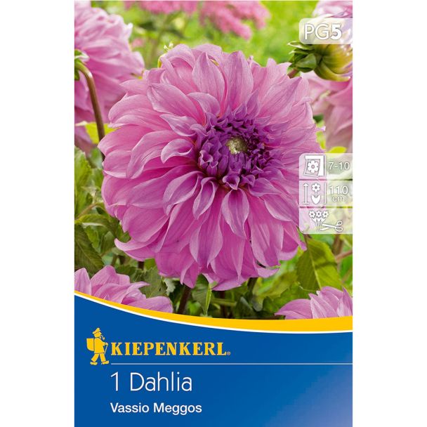 Riesenblütige Dahlie Vassio Meggos