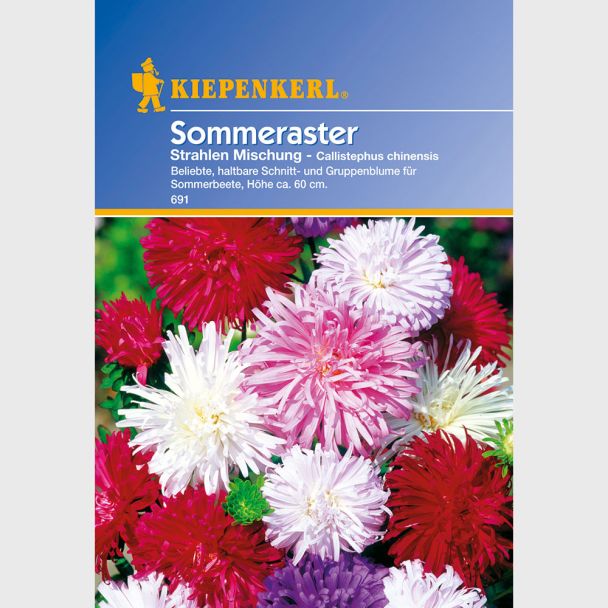 Sommeraster 'Strahlen Mischung'