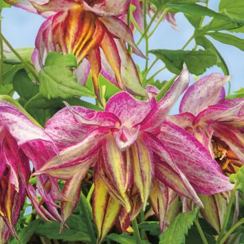 Clematis Pink Surprise