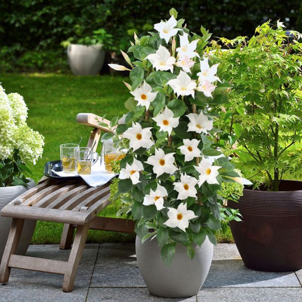 Sundaville® Pyramide, White
