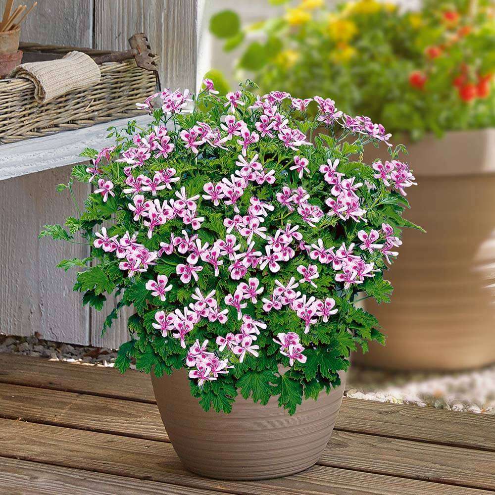 Duft Geranie Citronella Geranien Balkon Sommerblumen Ahrens Sieberz Pflanzenversand Gartenbedarf