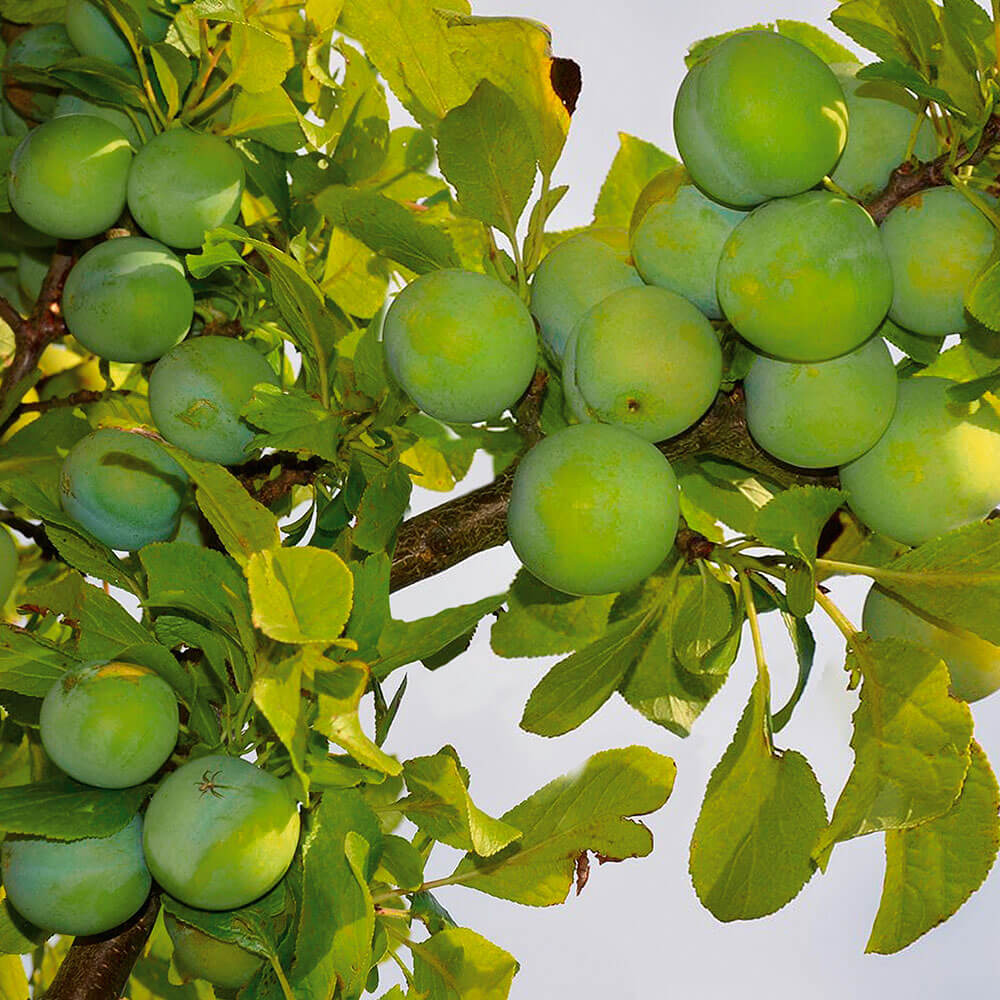 Große Grüne Reneklode - 2-jährig | Obstgehölz | Pflaumen & Zwetschen