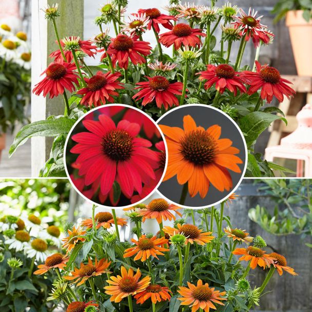 Set: 2 Sombrero, 1x Rot und 1x Orange
