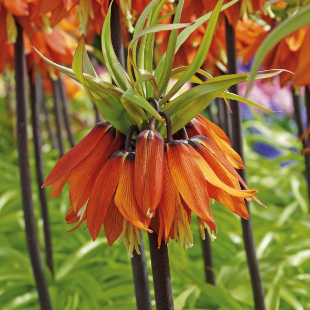 Kaiserkronen, Orange