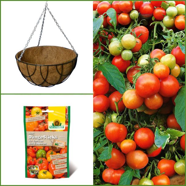 Set-Preis: 2 x 'Balkonia' + 1 x Natur-Hänge-Ampel + DüngeSticks