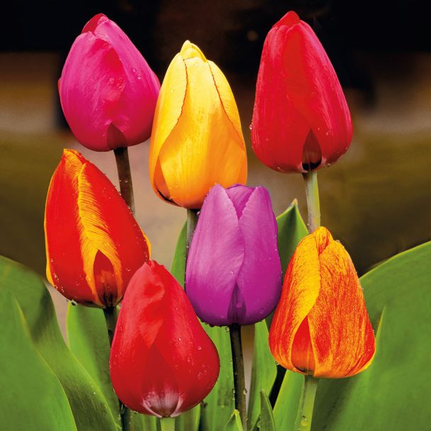 25 Darwin Hybrid-Tulpen