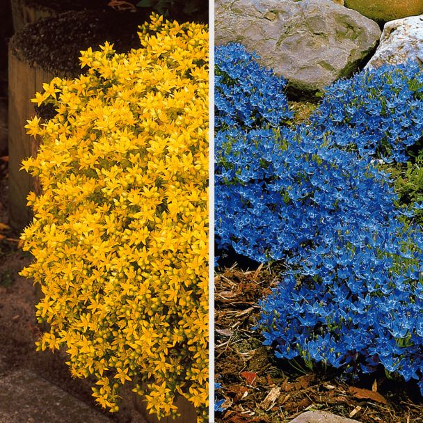 3 x Mauerpfeffer und 3 x Glockenblumen