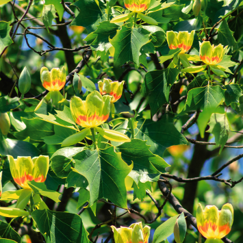 Tulipo Tulpenbaum