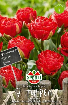 Tulpe Pamplona