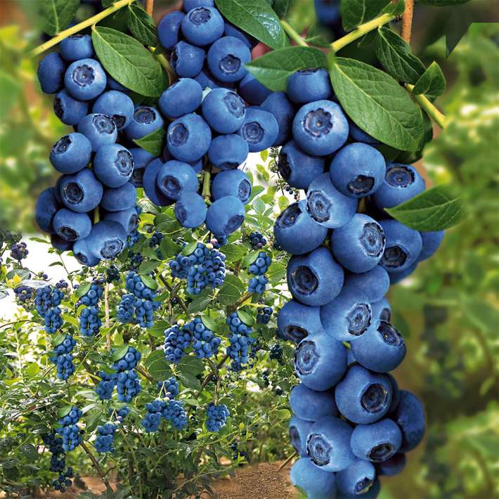 Heidelbeere Blue Berry® kaufen Ahrens+Sieberz Pflanzenversand