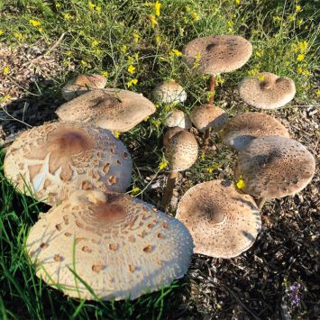 BIO Waldpilz Parasol Gartenkultur