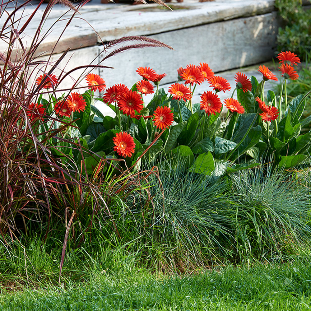 Winterharte Gerbera 'Garvinea®' (Rot) kaufen Ahrens+Sieberz