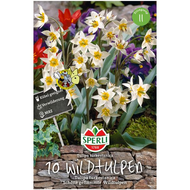 Wildtulpen - Tulipa turkestanica
