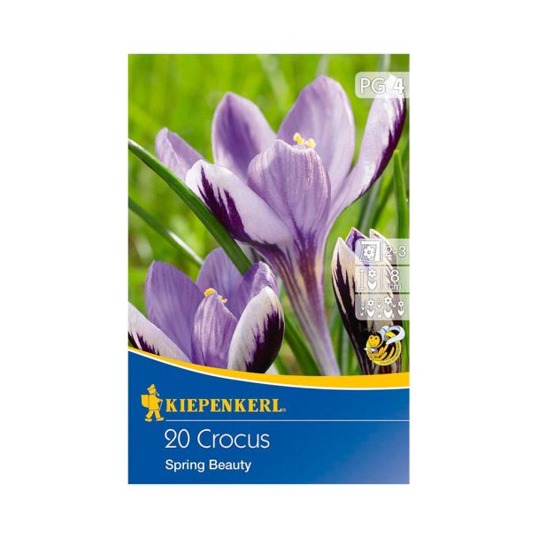 Botanische Krokusse 'Spring Beauty'