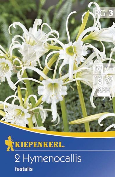 Ismene 'Sulphur Queen' weiß
