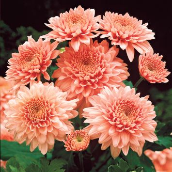 Garten-Chrysanthemen 'Shippi Apricot'