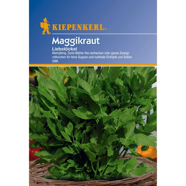 Maggikraut 'Liebstöckel'