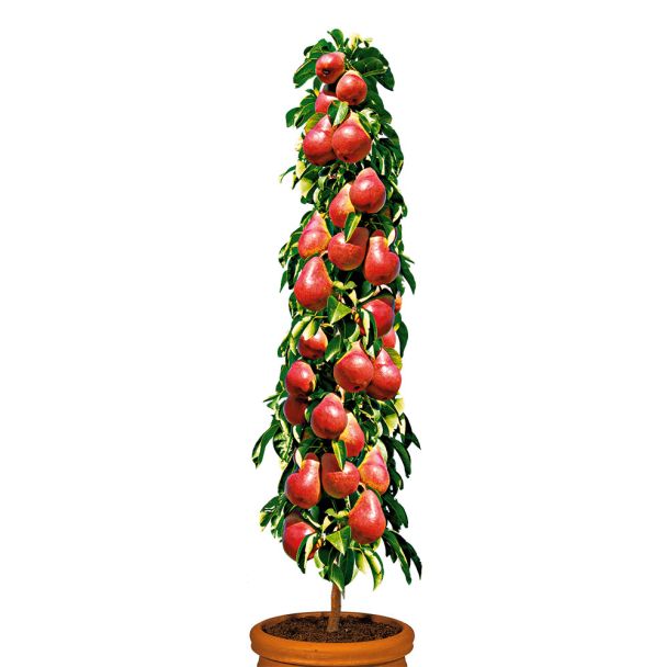 Säulenobstbaum Birne \'Decora\', einjährig | Ahrens+Sieberz Birnen Gartenbedarf Säulen-Obstgehölze | - Quitten & | Pflanzenversand & | Obst