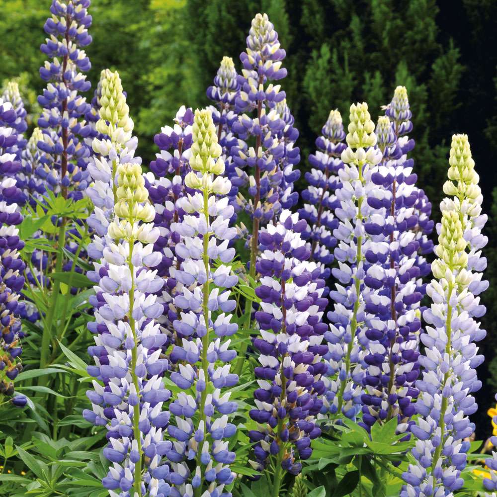 Lupine Stauden hoch Blühstauden Stauden Ahrens+Sieberz