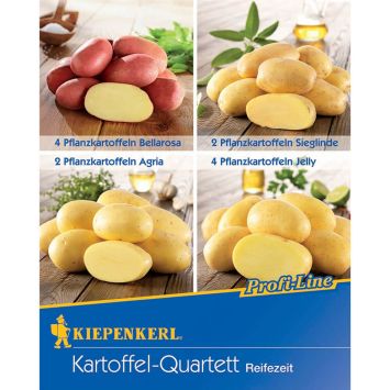Kiepenkerl Kartoffel Quartett 'Reifezeit': Bellarosa, Sieglinde, Agria, Jelly