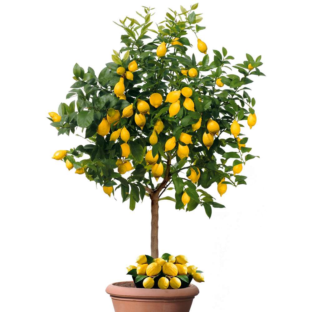 Zitronenbaum 'Sorrento' kaufen | Ahrens+Sieberz - Pflanzenversand &  Gartenbedarf