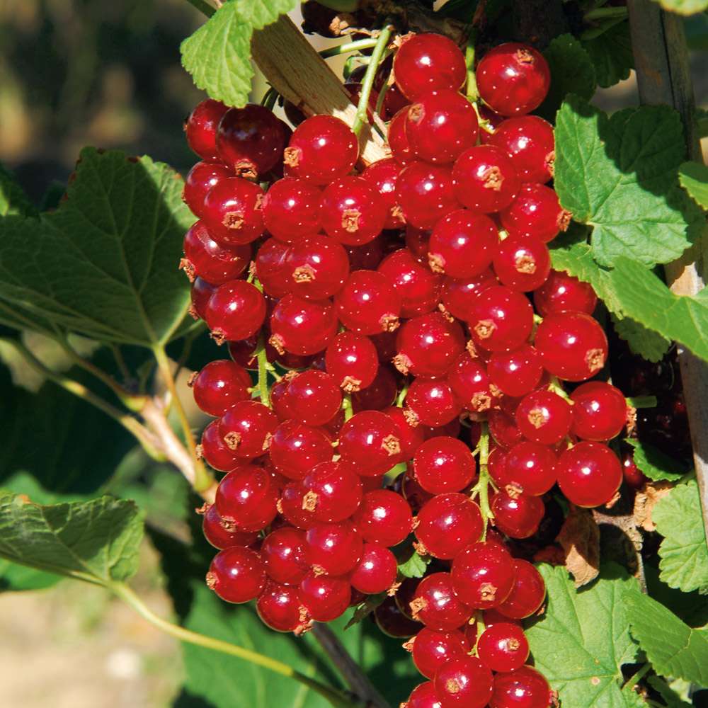 Johannisbeere 'Makosta', Strauch Strauch Johannisbeeren Obst
