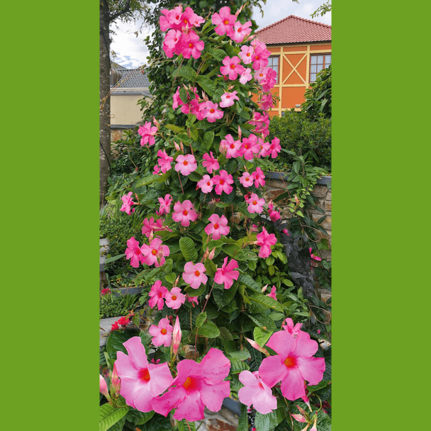Mandeville Pink Manda