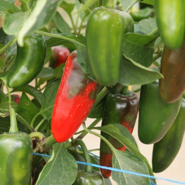 Hot Tapas - die Tapas-Chilis